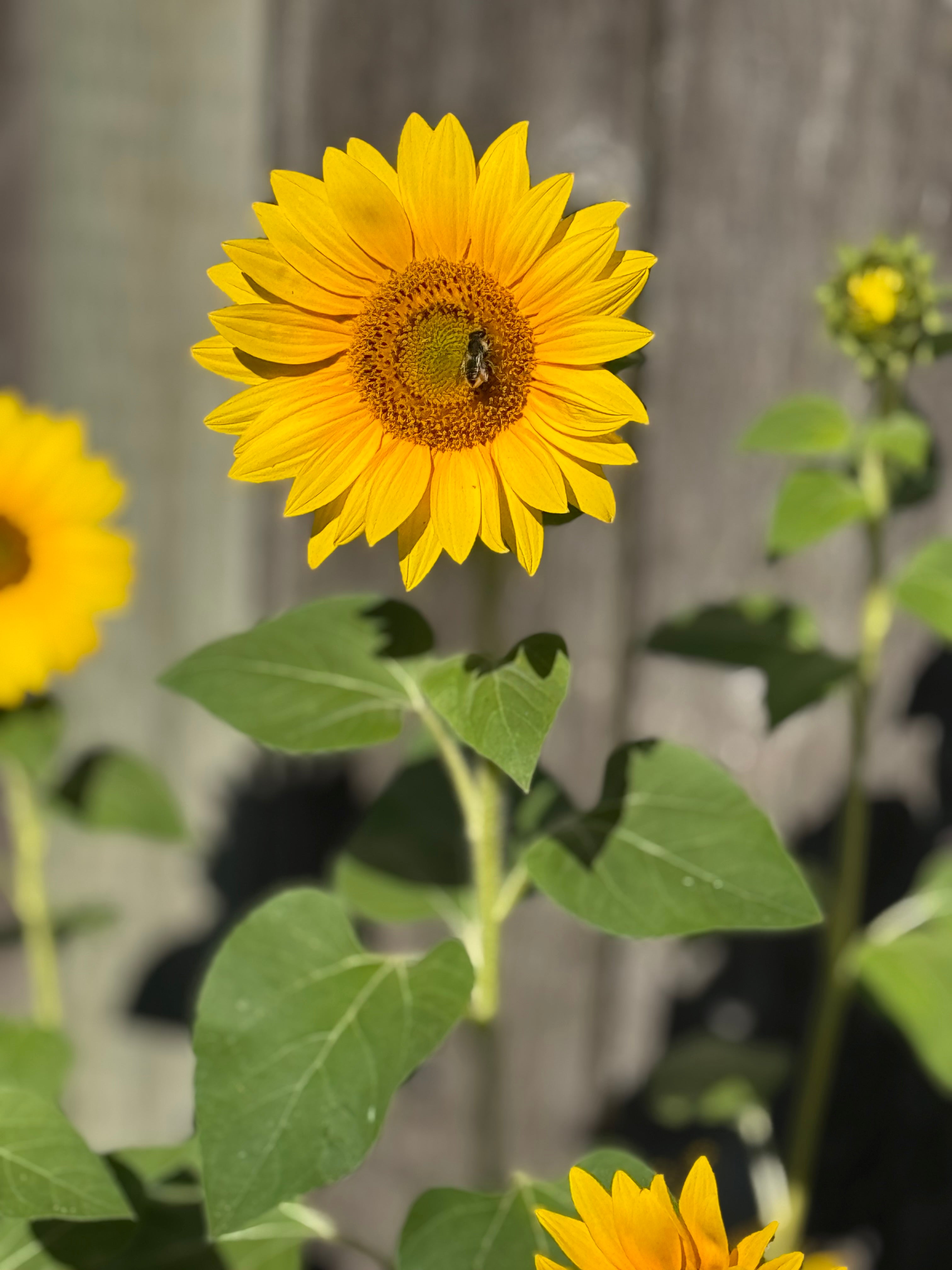 Sunflower with a bee on it in front of a wooden fence